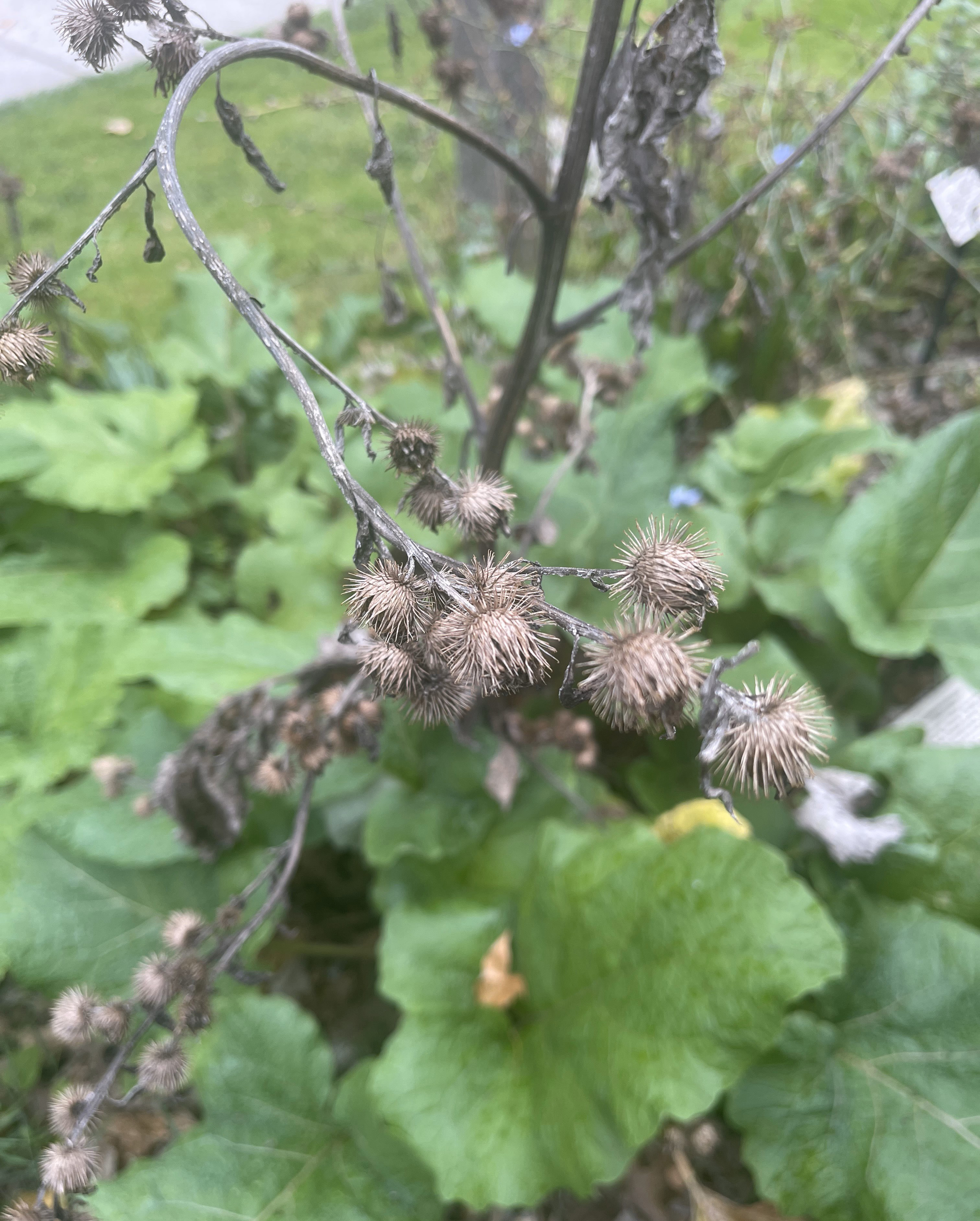 Common burdock